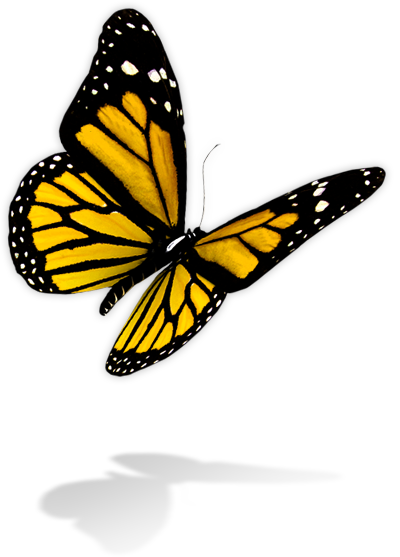 Butterfly Png - Photo - Diabetic Foot Ulcers: Prevention And Treatment (dr. (400x557), Png Download