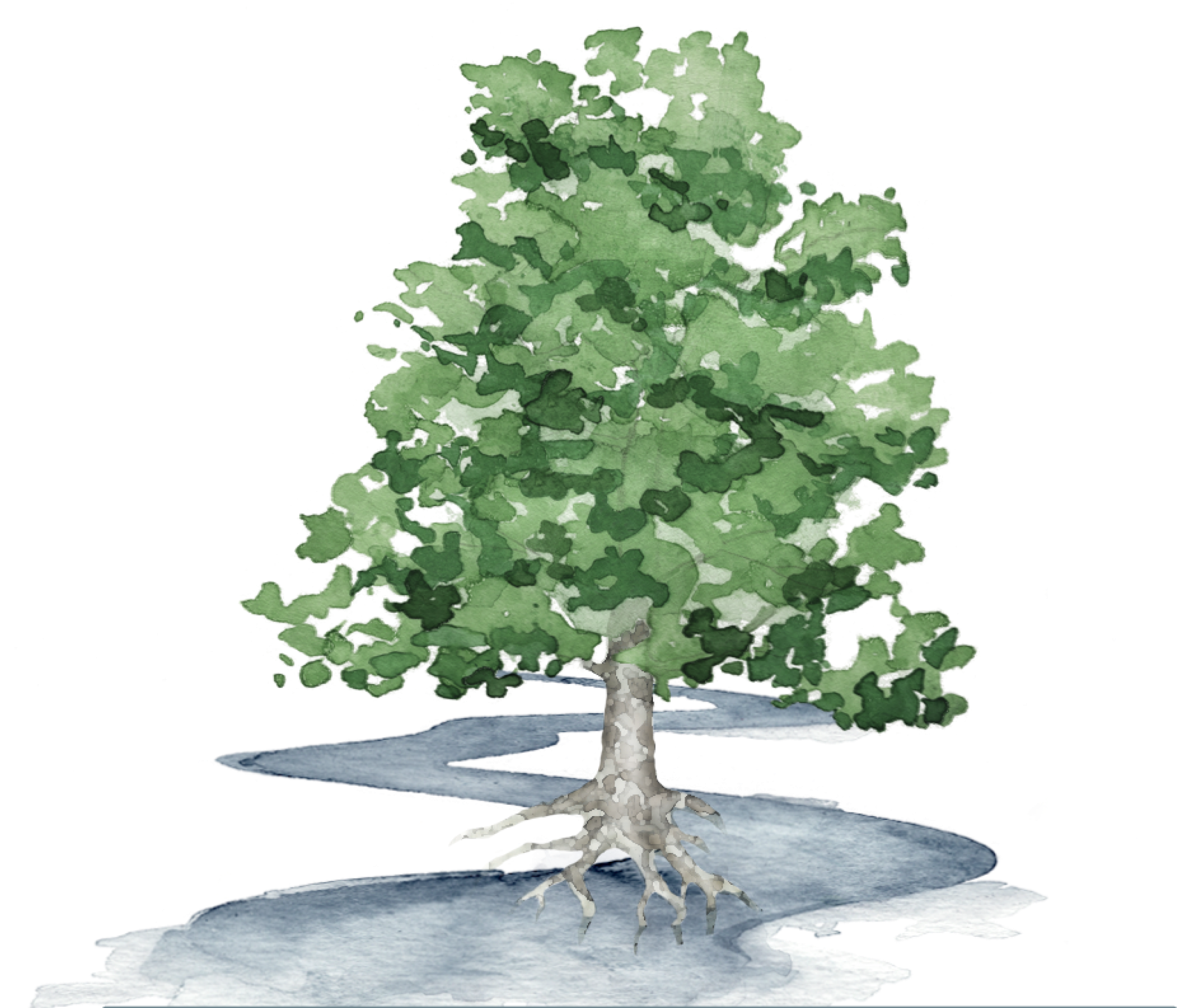 Swamp Maple (2560x2030), Png Download