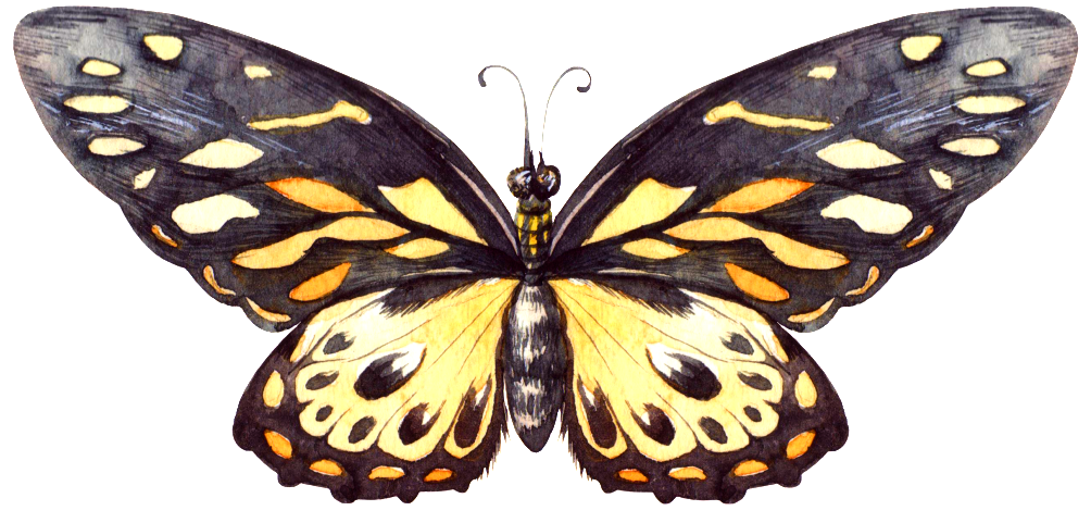 Hand Painted Yellow Black Butterfly Png Transparent - Portable Network Graphics (1024x499), Png Download