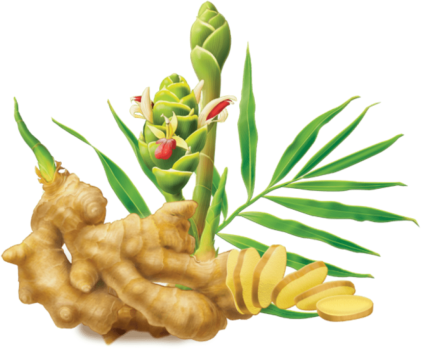 Free Png Ginger Png Images Transparent - Alvita Ginger Root Tea - 24 Bags (850x794), Png Download