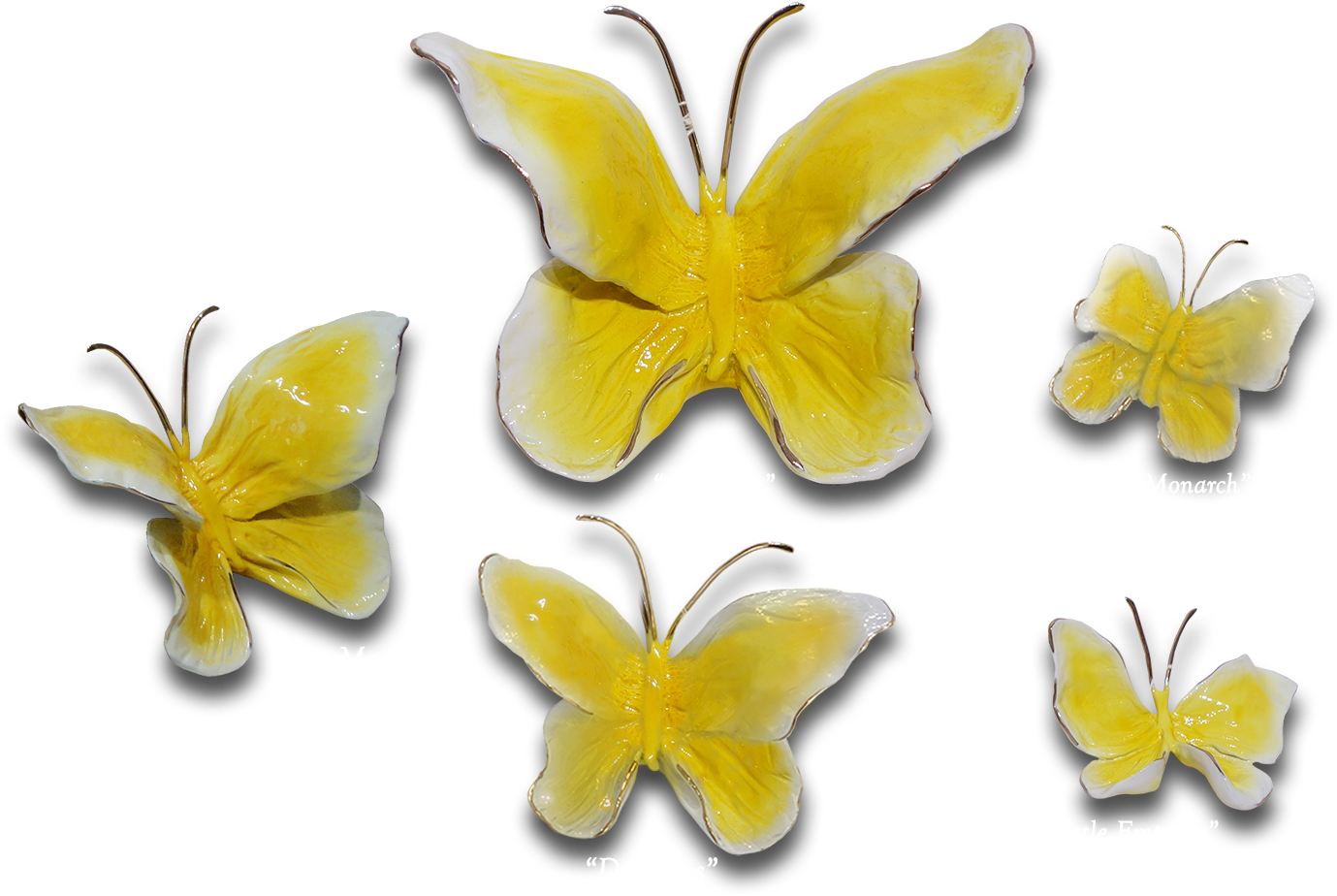 Ron & Sheila Ruiz Buttercup Butterfly Exposures International - Pieridae (1500x1000), Png Download