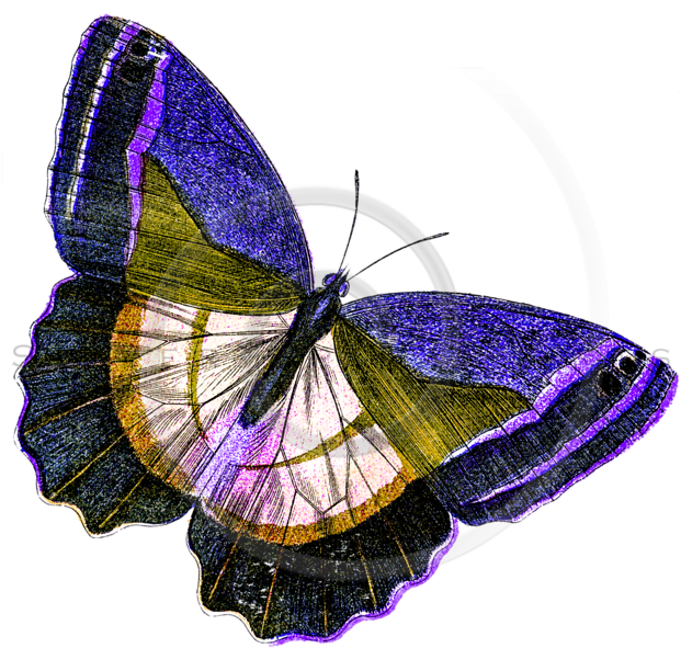 Yellow Butterfly Png (623x600), Png Download