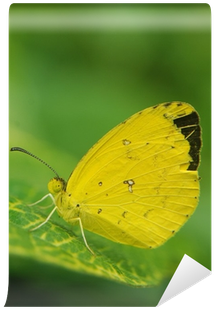 Lycaenid (400x400), Png Download