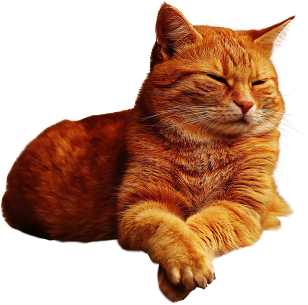 Ginger Cat Lazing Png Image Transparent Background - Ginger Cat Png (616x650), Png Download