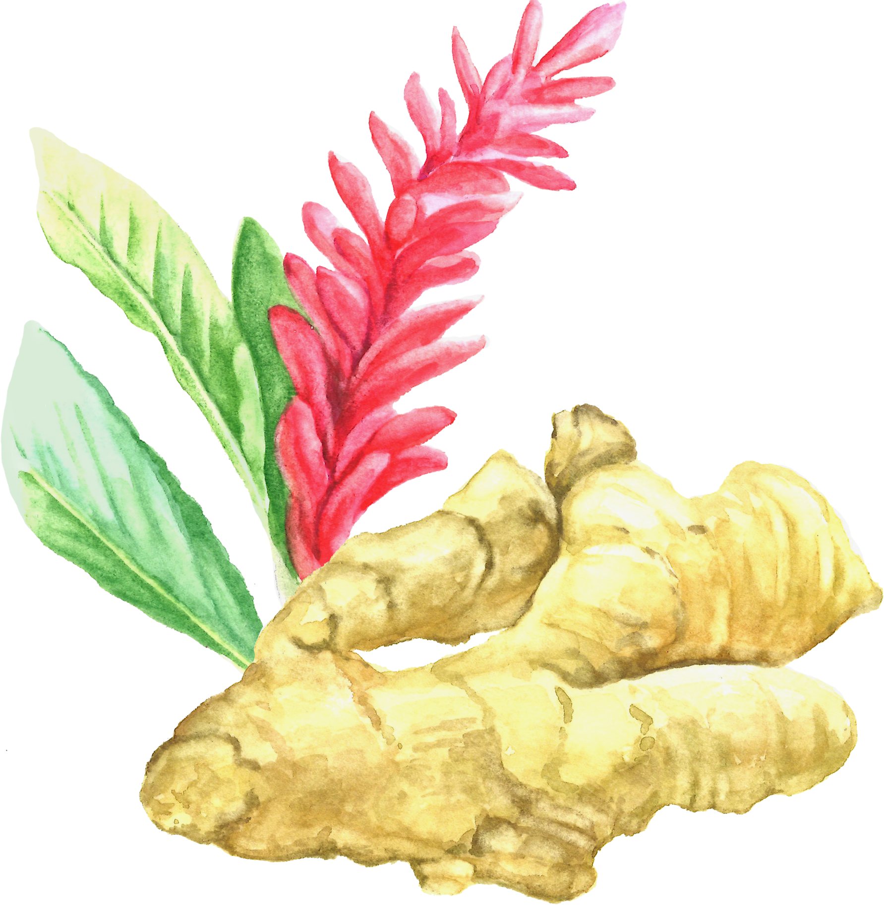 Ginger Root - Ginger (1783x1825), Png Download