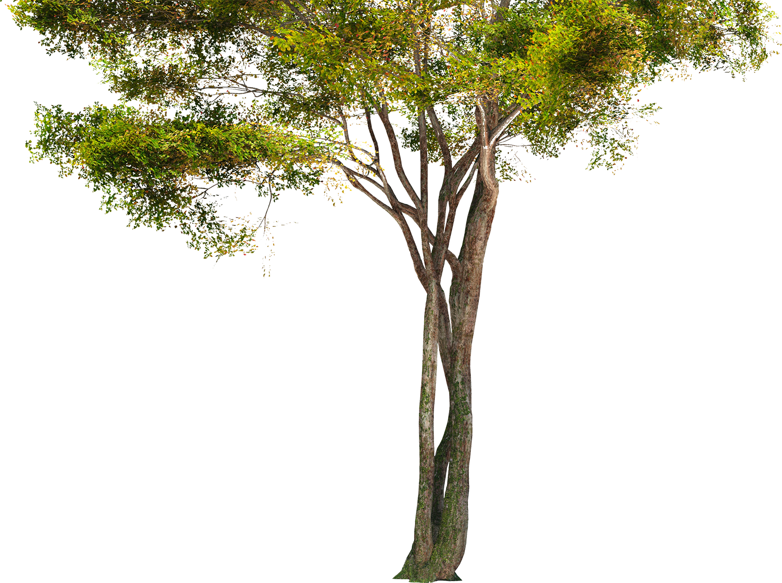 Hd Images Of Trees (1611x1200), Png Download