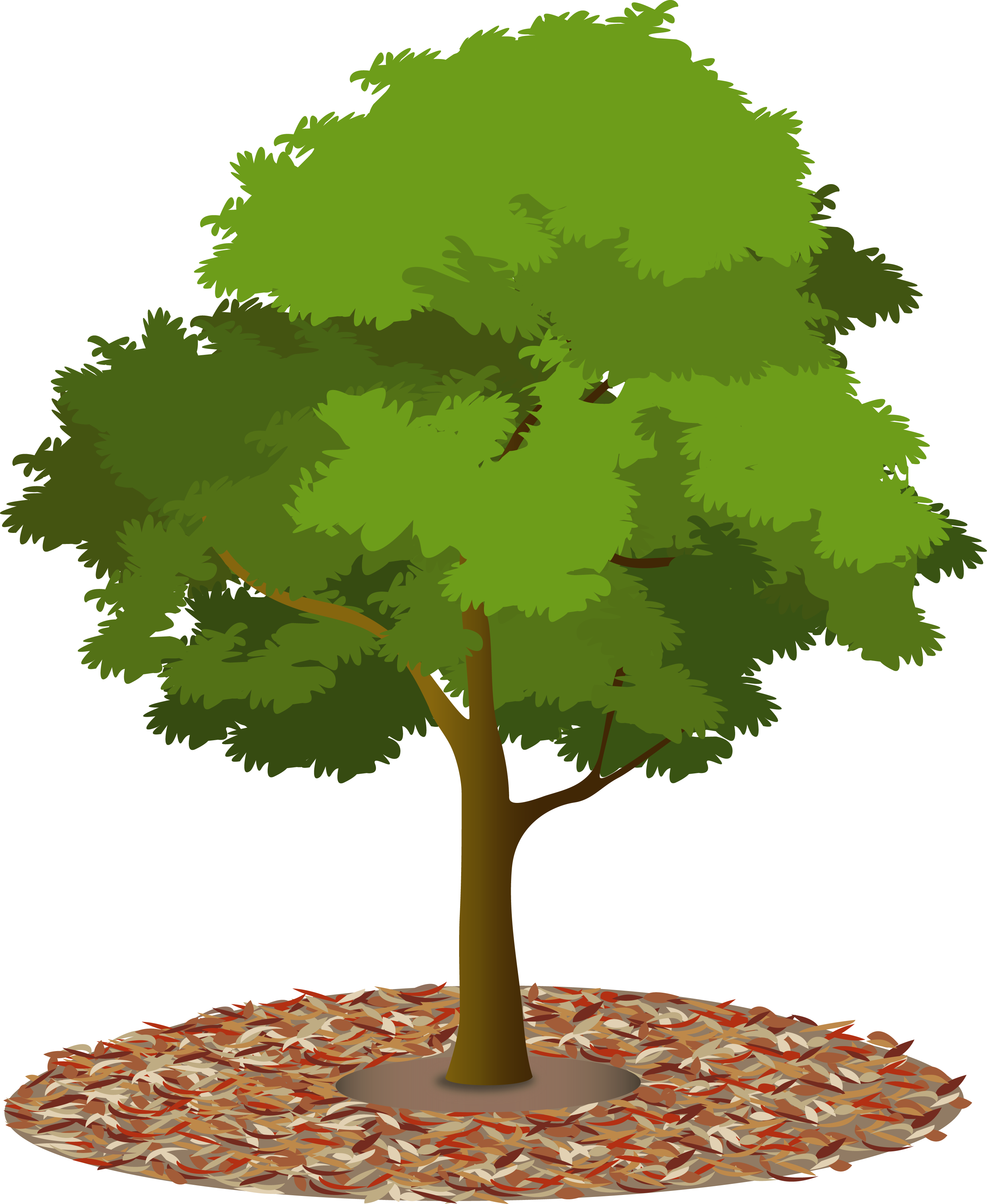 Mulch-tree - Tree Canopy Png (2943x3590), Png Download