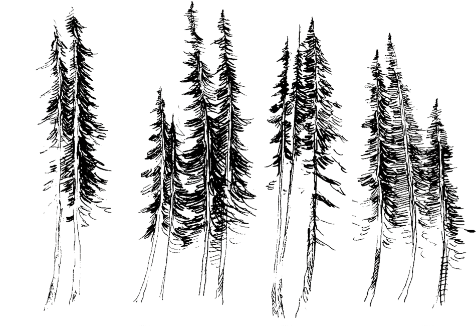 Trees- - Fir (1000x666), Png Download