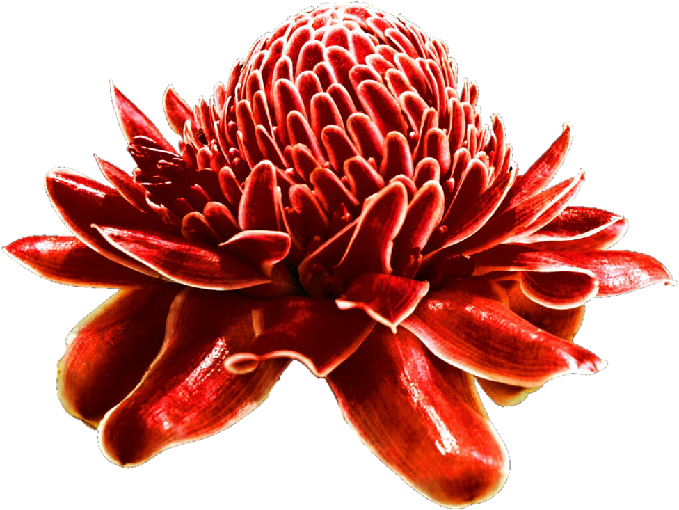 By Jeanicebartzen On Deviantart - Kalecik Karası (1024x776), Png Download