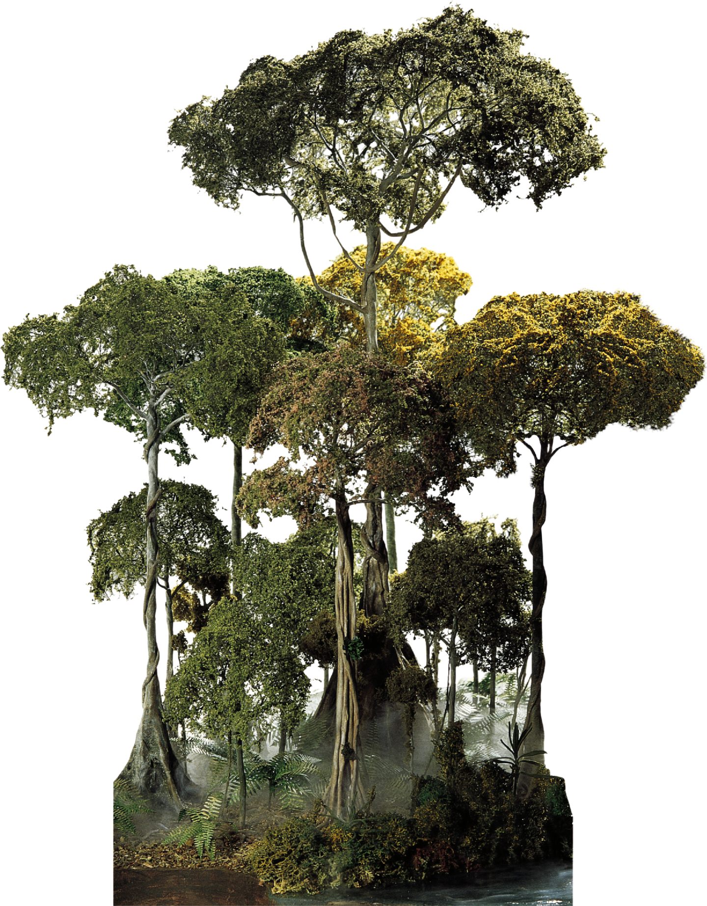 Tropical Rainforest Tree Png (960x1230), Png Download