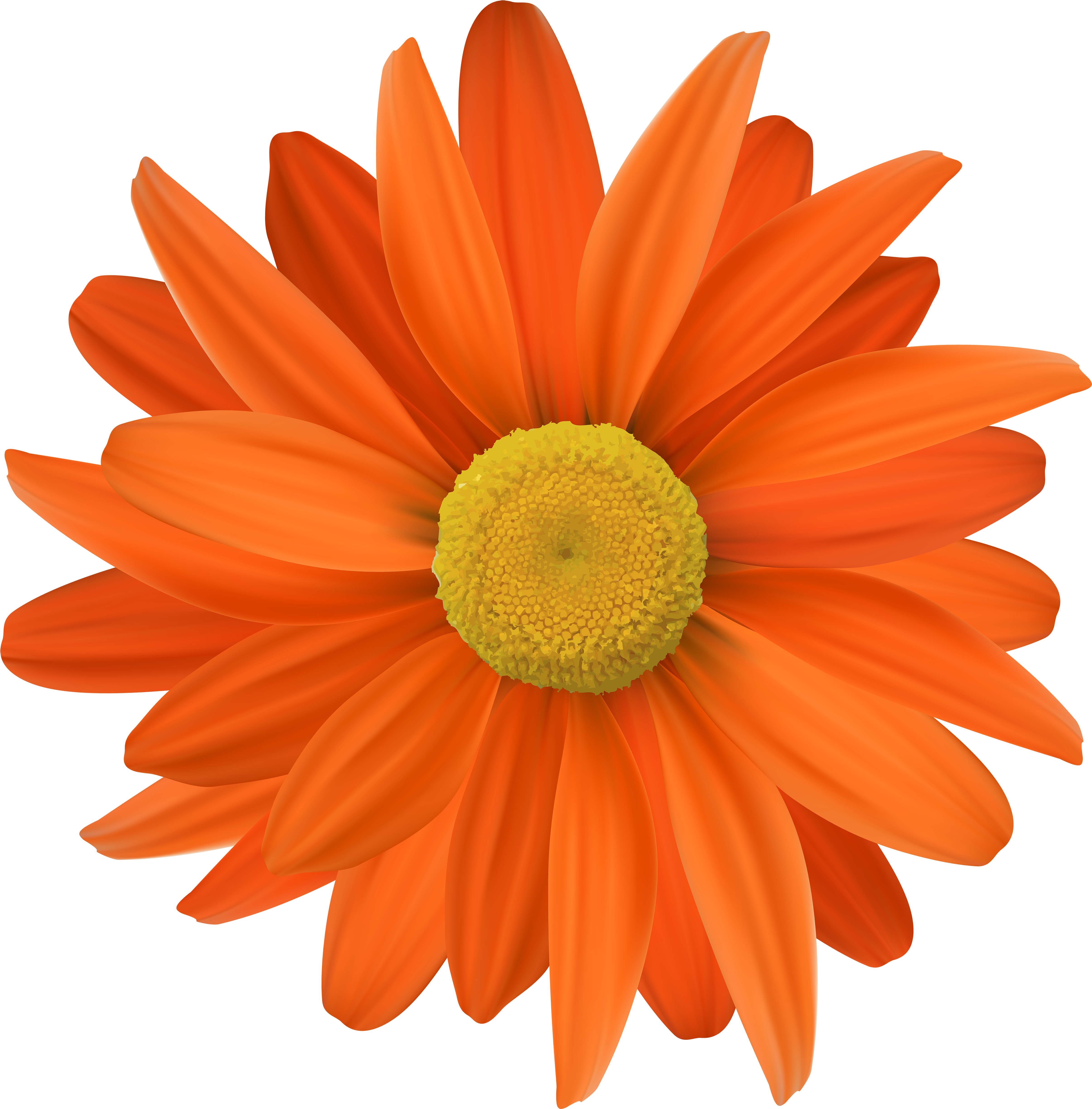 Laranja Flores Com Fundo Transparente (5000x5076), Png Download