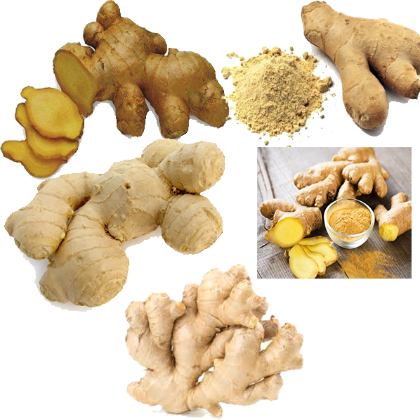 Ginger - Food (598x597), Png Download