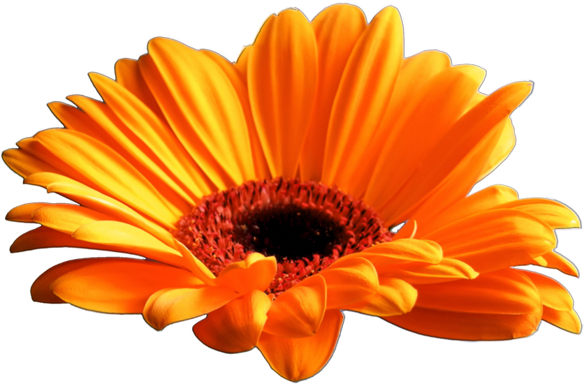 Flower 004 Clear Cut Png By Seelenwerk-d5lgt5s - Gerber Daisy (900x612), Png Download