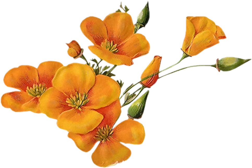 Bloom Flower Border Flowers White Bouquet Multiple - Orange Flowers Png (1024x1024), Png Download