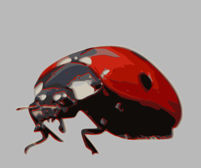 Download Ladybird Beetle Seven-spot Ladybird Animal Drawing - Ladybird A Vertebrate Or Invertebrate PNG Image with No Background Download Ladybird Beetle Seven-spot Ladybird Animal Drawing - Ladybird A Vertebrate Or Invertebrate PNG Image with No Background