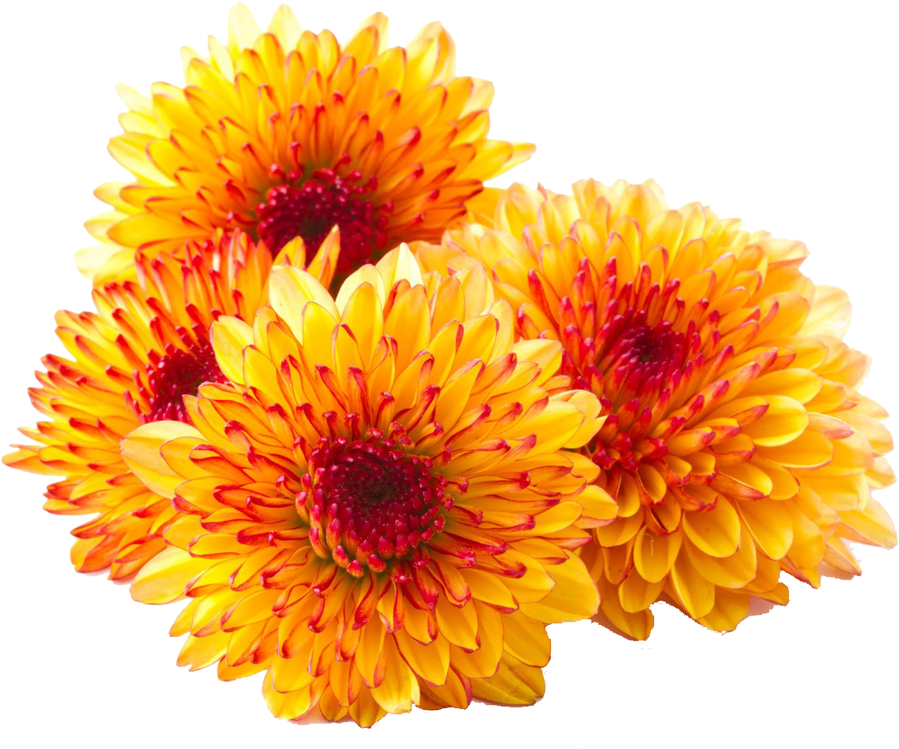 Chrysanthemum Png Photos - Chrysanthemum Flower White Background (1678x1119), Png Download