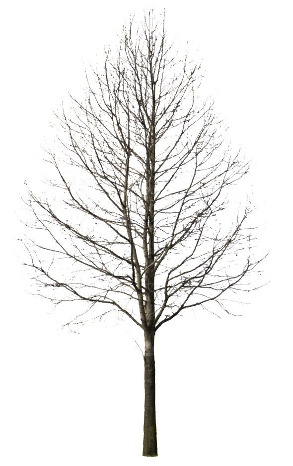Winter Trees Png - Pine Tree Cutout Png (612x950), Png Download
