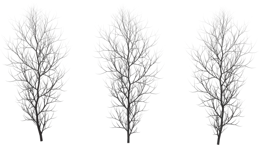 Winter Png Free Download - Red Pine (1024x640), Png Download