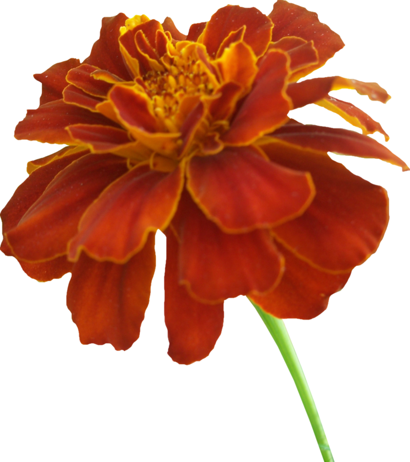Orange Marigold, Flowers, Marigold, Plant Png Image - Marigold Png (841x949), Png Download