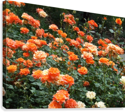 Orange Flowers Growing In Napa Califoria Canvas Print - Garden Roses (429x386), Png Download
