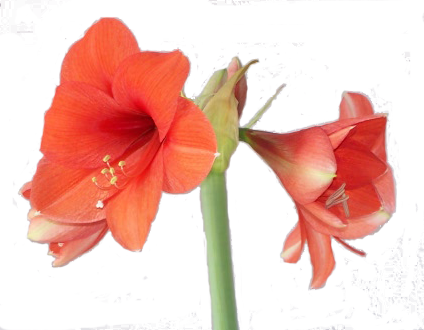 Peach Flower Clipart Amaryllis - Amaryllis Png (424x330), Png Download