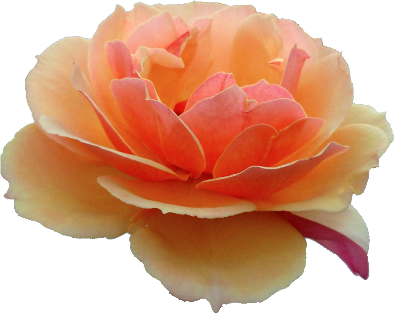 Orange Rose - Flower Tumblr Transparent Orange (804x658), Png Download