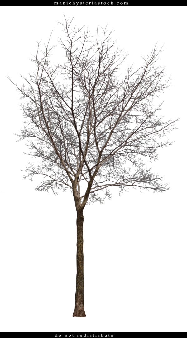 Tree Cut Out By - Bare Tree Cut Out (600x1082), Png Download