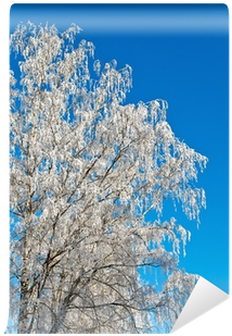 Cherry Blossom (400x400), Png Download