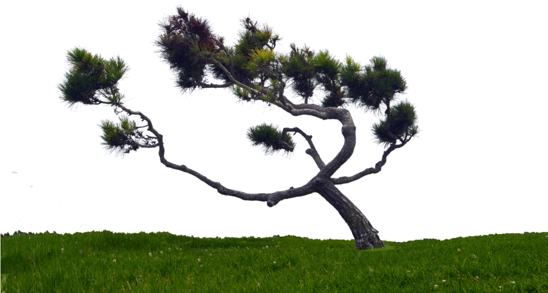 Windswept Tree On Hill Stock Photo 0165 Png By Annamae22 - Windswept Tree Png (1098x727), Png Download