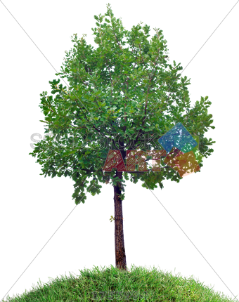 Stock Photo Of Small Oak Tree On Grassy Hill Against - Trees And Bushes (340x430), Png Download