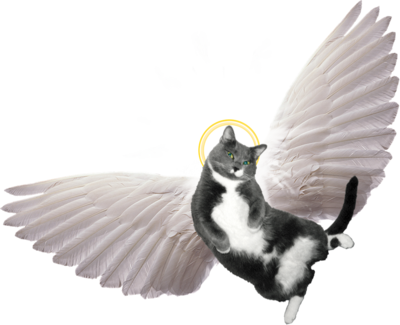 Angel Wings For Cats Png - Spirit-led Preaching: The Holy Spirit's Role (400x325), Png Download