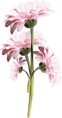 Tube Fleurs Roses - Flower (267x500), Png Download