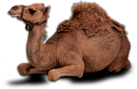 Camel Png Image - Camel Png (476x327), Png Download
