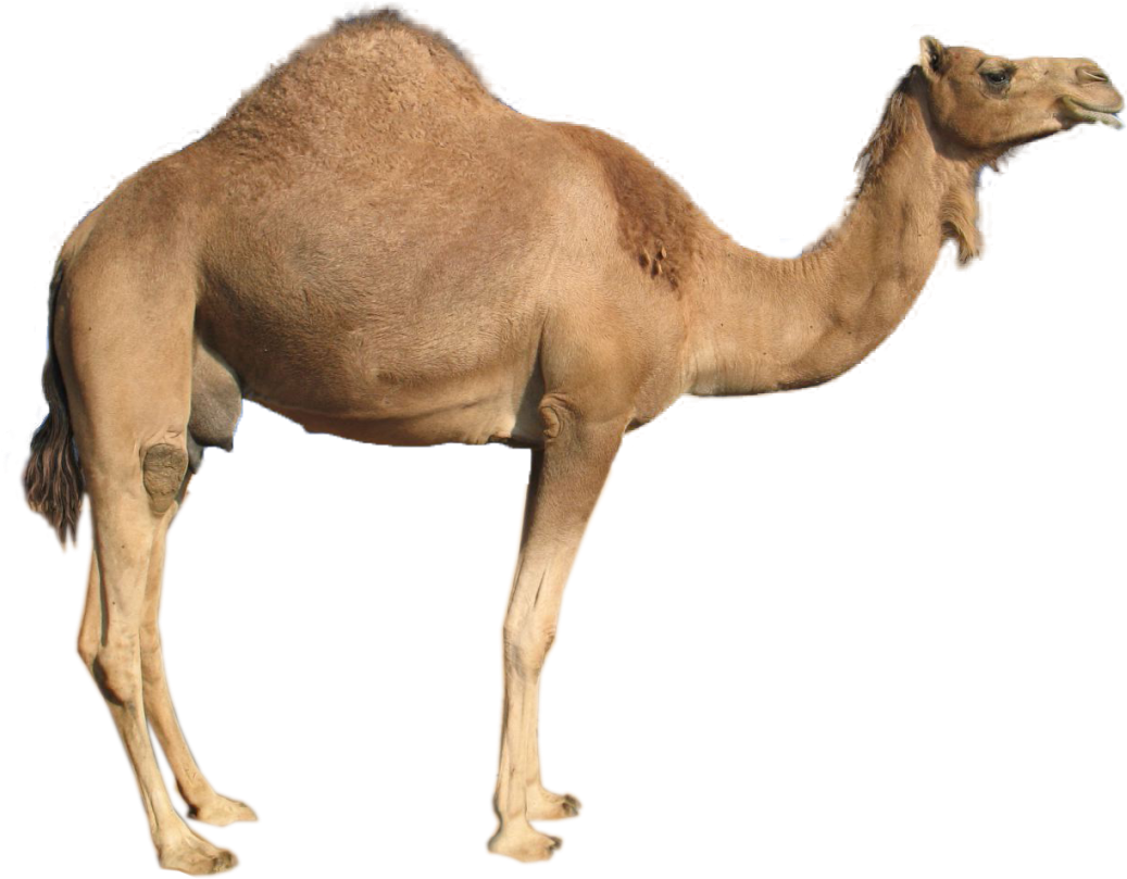 Camel Png Image - Camel Png (1087x870), Png Download