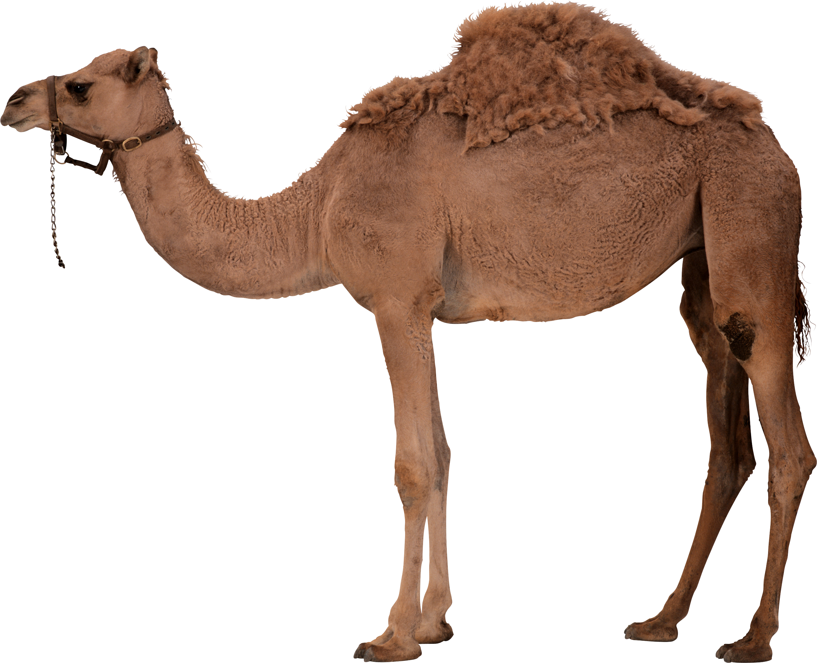 Camel Png Image - Super Duper Artic Photos K Fun Deck Cards (2640x2144), Png Download