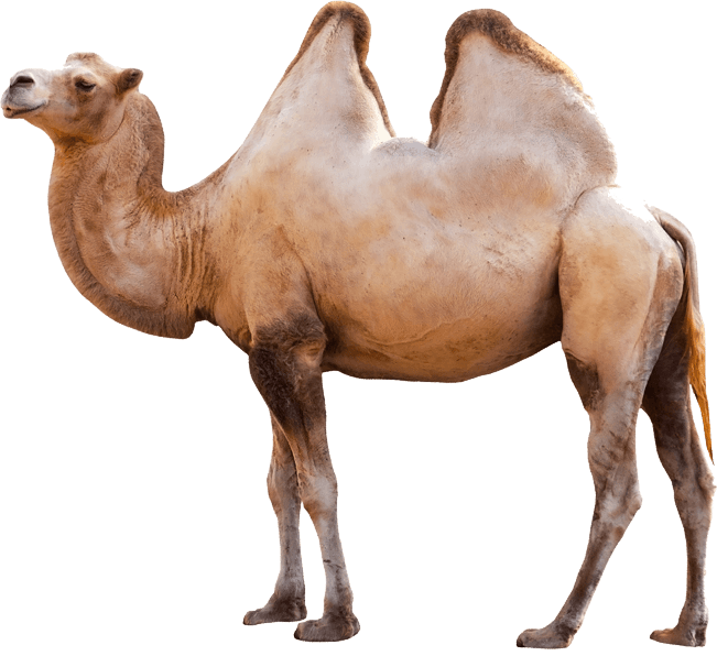 Camel - Camel Transparent (651x596), Png Download
