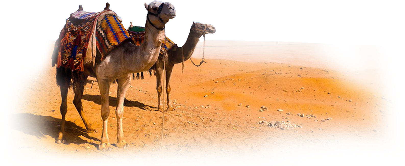 Camel Png Clipart - Desert Camel Png (1600x651), Png Download