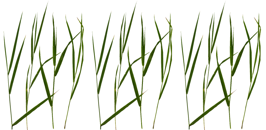 Grass Blade Texture Png Jpg Black And White - Grass Blade Texture Png (900x450), Png Download
