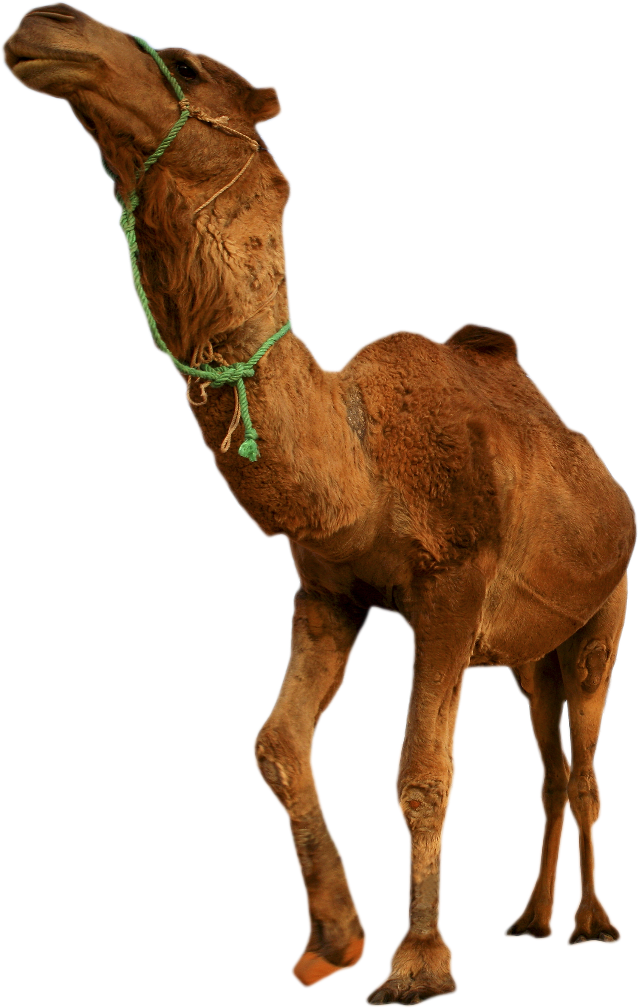 Desert Camel Standing Png Image - Desert Transparent Background (5500x3667), Png Download
