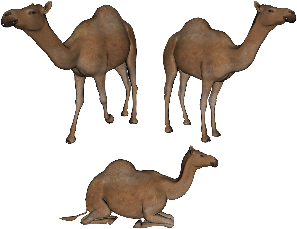 Camel Png Photo - Camels Clipart Png (1208x934), Png Download