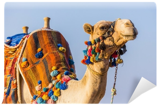 The Muzzle Of The African Camel Wall Mural - Cammello Africano (400x400), Png Download