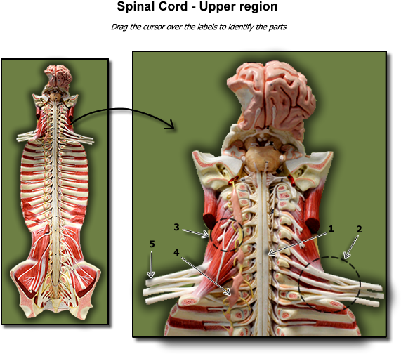 Upper Region Of Spinal Cord - Skeleton (600x575), Png Download