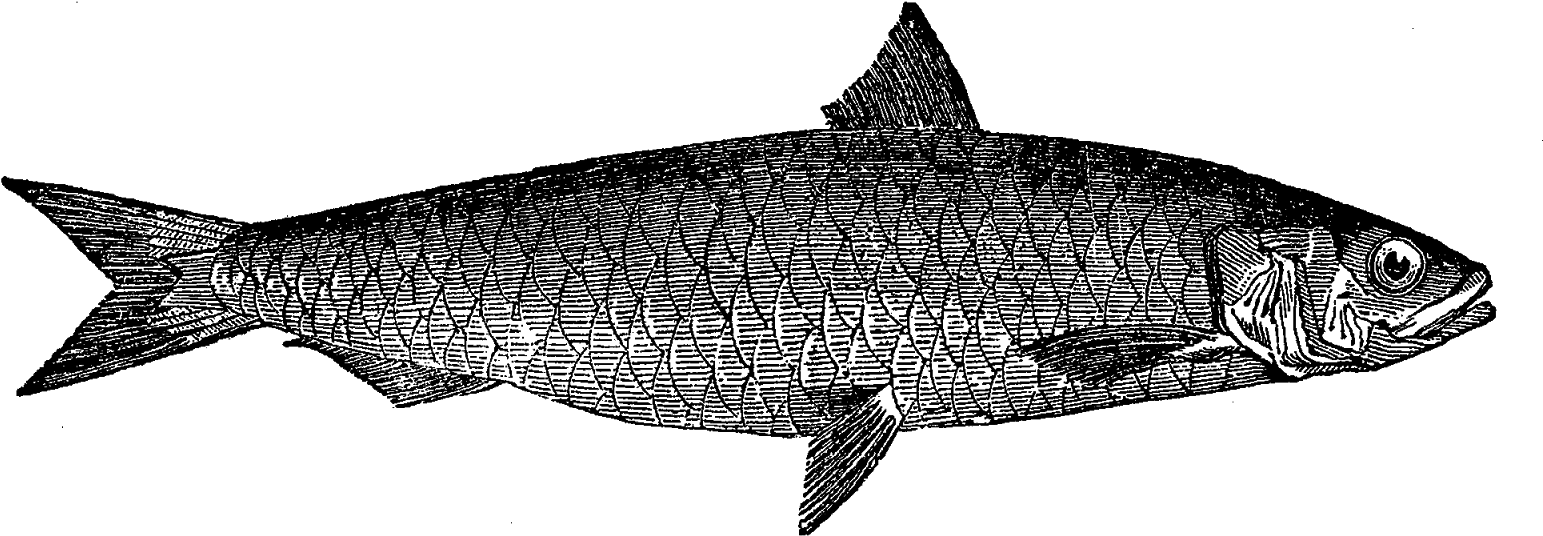 The Detail Of These Sealife Illustrations Is Amazing - Coregonus Lavaretus (1600x615), Png Download