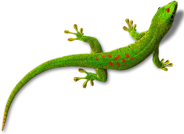 Leopard Gecko Clipart Butiki - Transparent Background Gecko Transparent (640x480), Png Download
