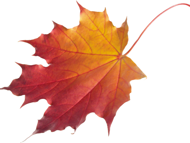 Autumn Leaves Clipart Chinar - Autumn Maple Leaf Png (640x480), Png Download