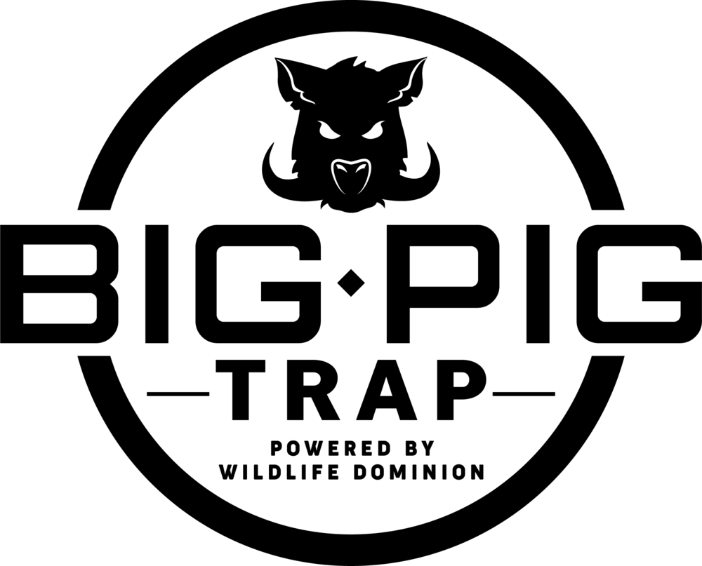Pigs Png (1000x807), Png Download