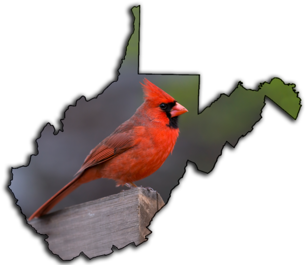 Male Cardinal One Of Themost Recognizable Birdswest (800x534), Png Download