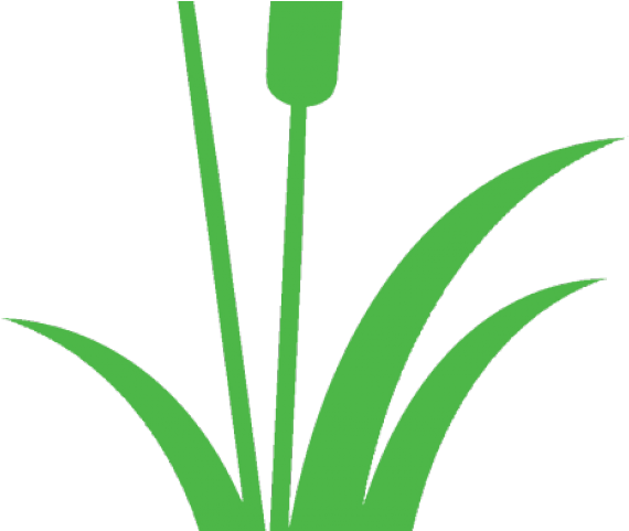 Single Clipart Cattail (640x480), Png Download