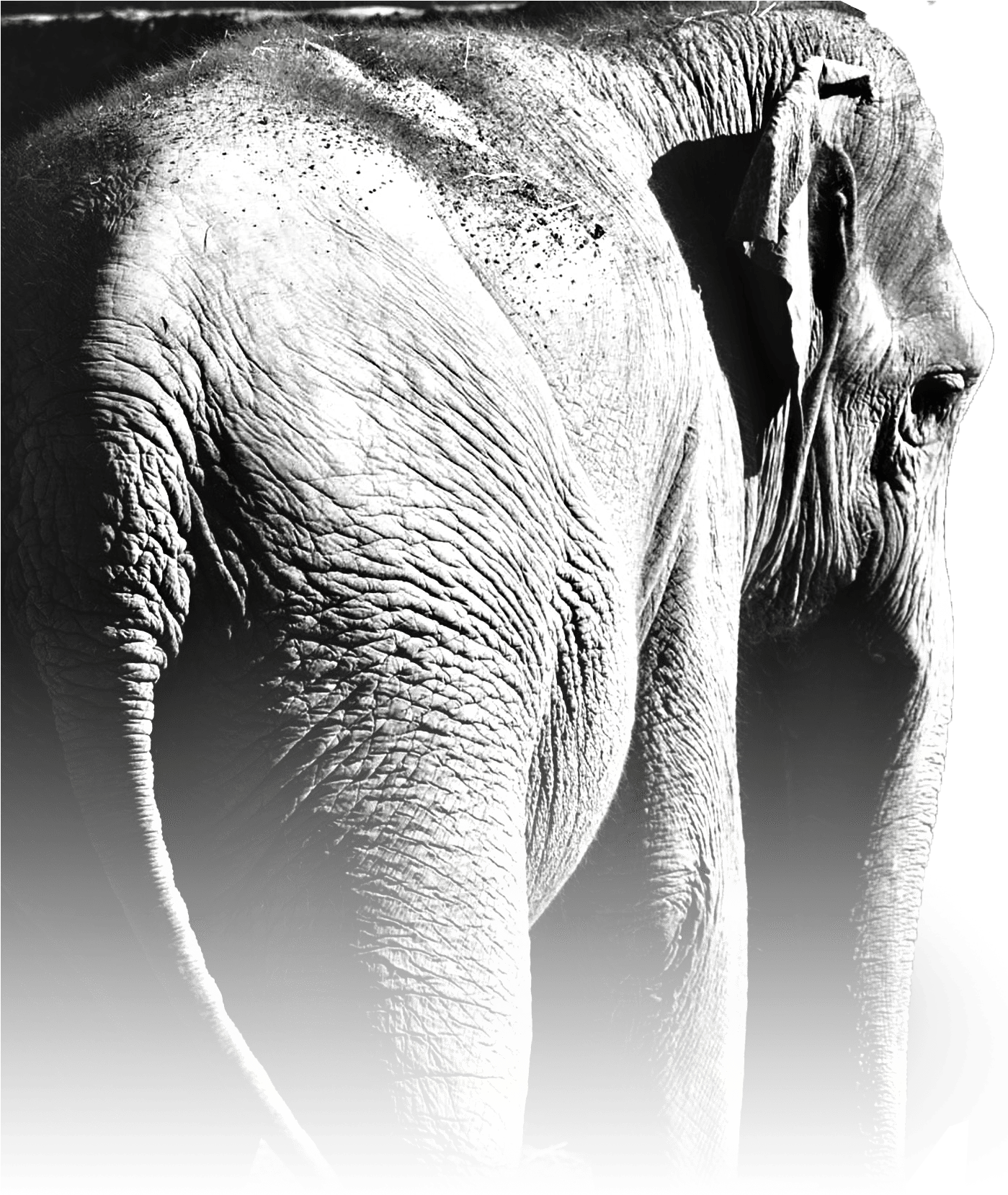 Last Year You Saved Myanmar's Elephants - Indian Elephant (1398x1681), Png Download