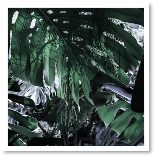 Green Day ~ N° - Tree (600x600), Png Download